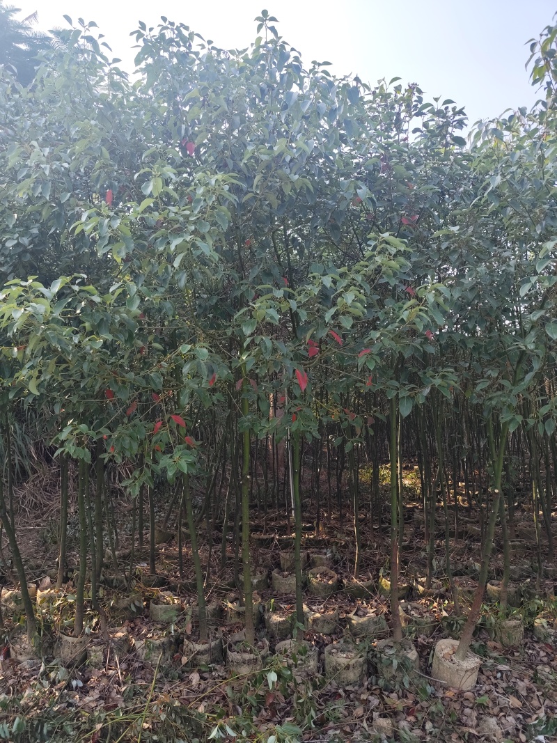 香樟原生苗1-2-3公分大量出售基地直销可视频看货