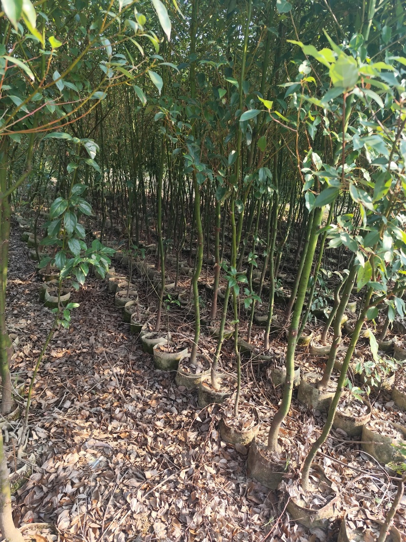 香樟原生苗1-2-3公分大量出售基地直销可视频看货