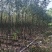 香樟原生苗1-2-3公分大量出售基地直销可视频看货