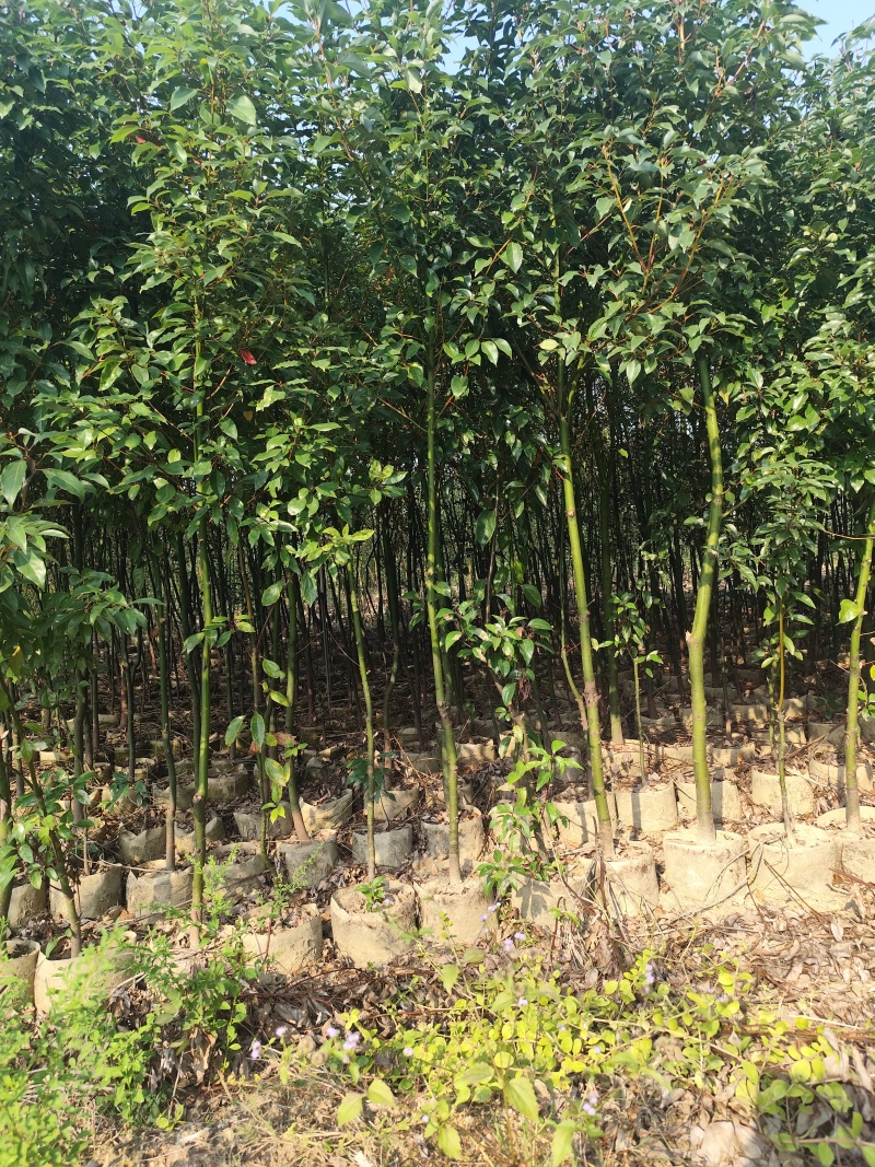 香樟原生苗1-2-3公分大量出售基地直销可视频看货