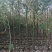 香樟原生苗1-2-3公分大量出售基地直销可视频看货