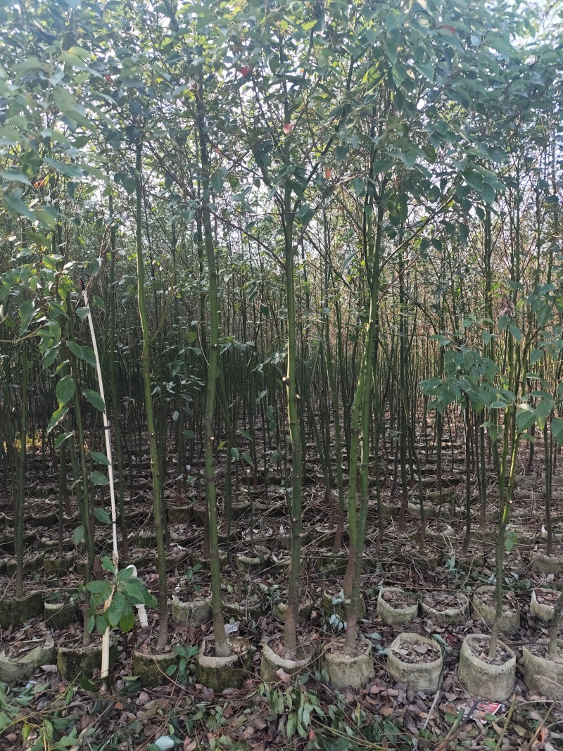 香樟原生苗1-2-3公分大量出售基地直销可视频看货