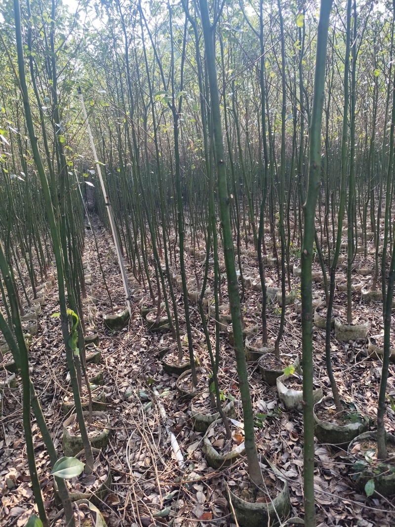 香樟原生苗1-2-3公分大量出售基地直销可视频看货