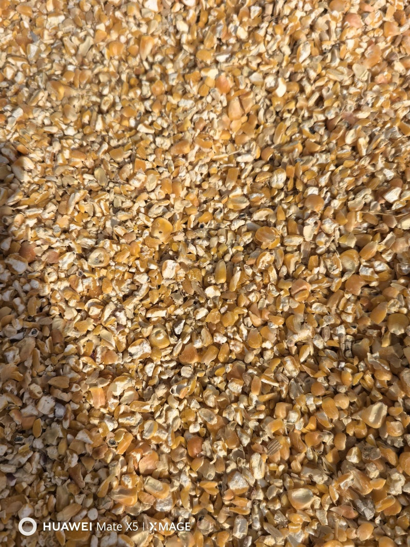 养殖场专用低价格饲料碎玉米，净粮碎玉米，颗粒玉米，无土无沙