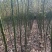 香樟原生苗1-2-3公分大量出售基地直销可视频看货