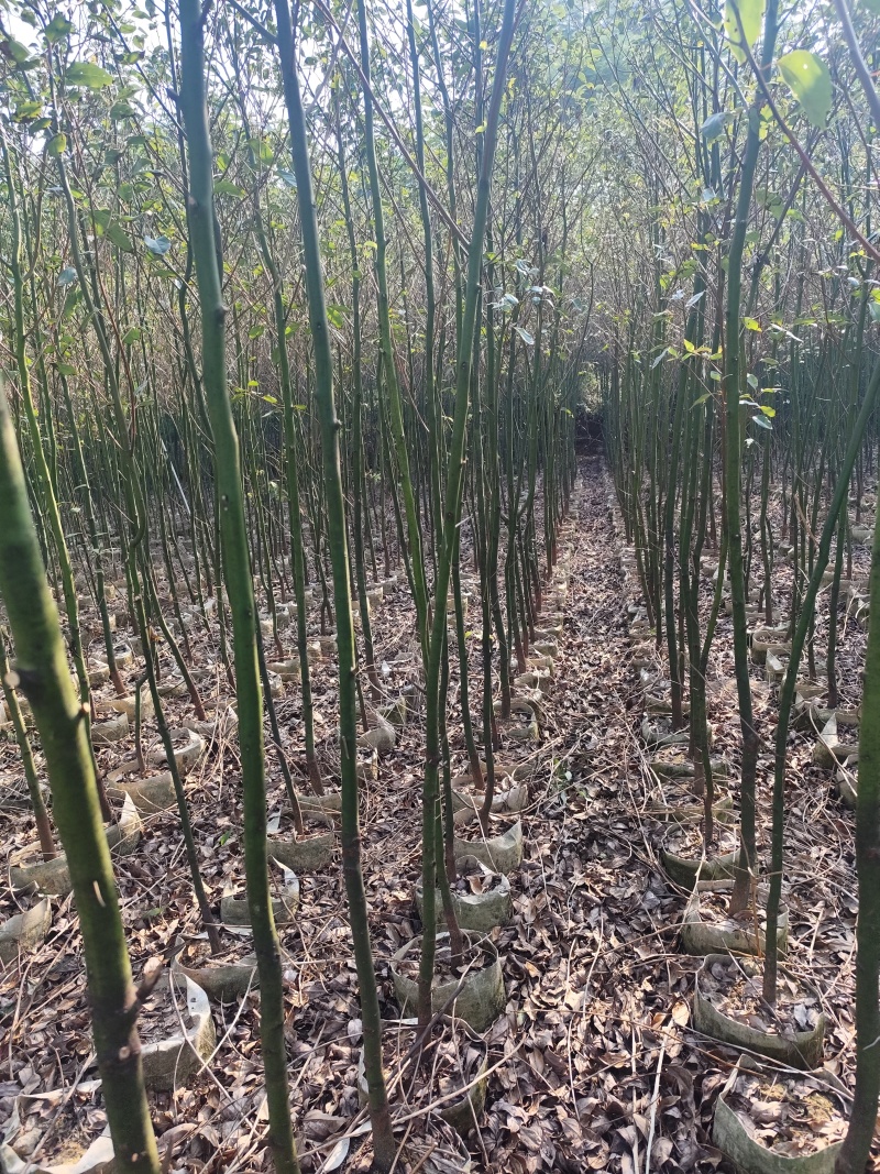 香樟原生苗1-2-3公分大量出售基地直销可视频看货