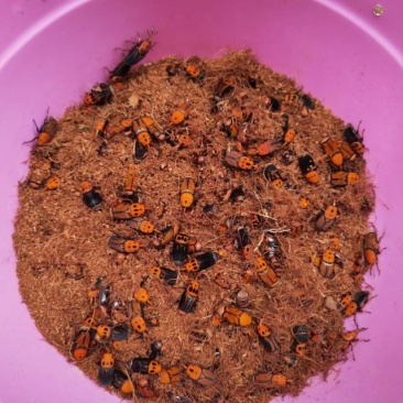 竹虫种苗，1.8一对（一公一母）