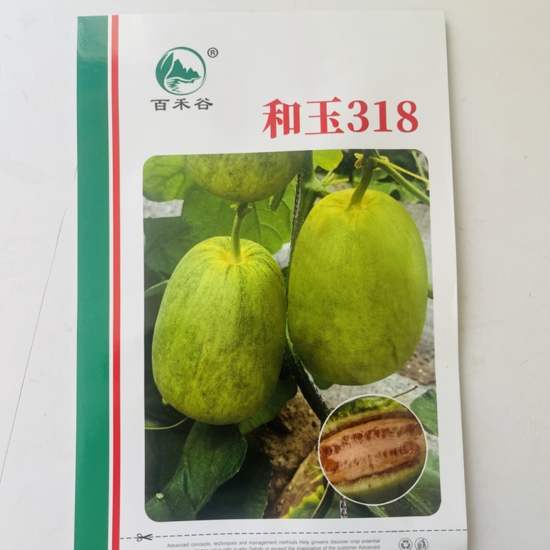 和玉318甜瓜种子，早熟甜度18度以上品种种子