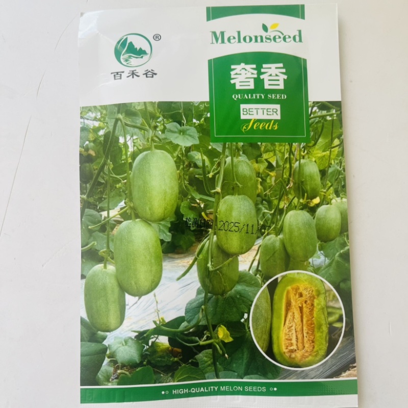 和玉318甜瓜种子，早熟甜度18度以上品种种子