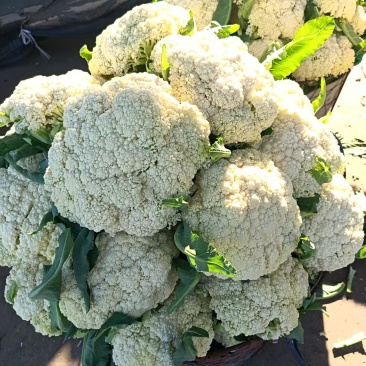 【推荐】温州花菜，松花菜/产地直发/视频看货/品质保证/