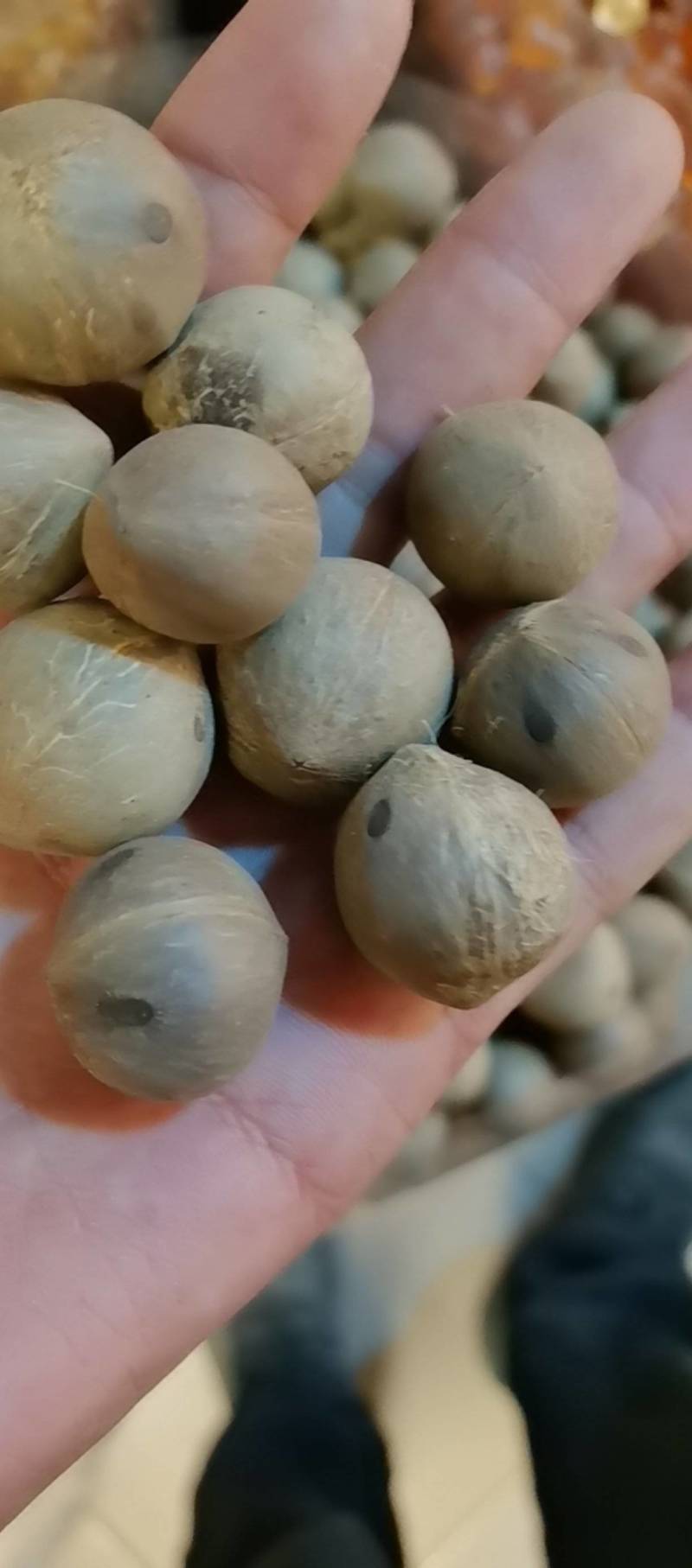 宁夏菌业大量批发海椰皇。