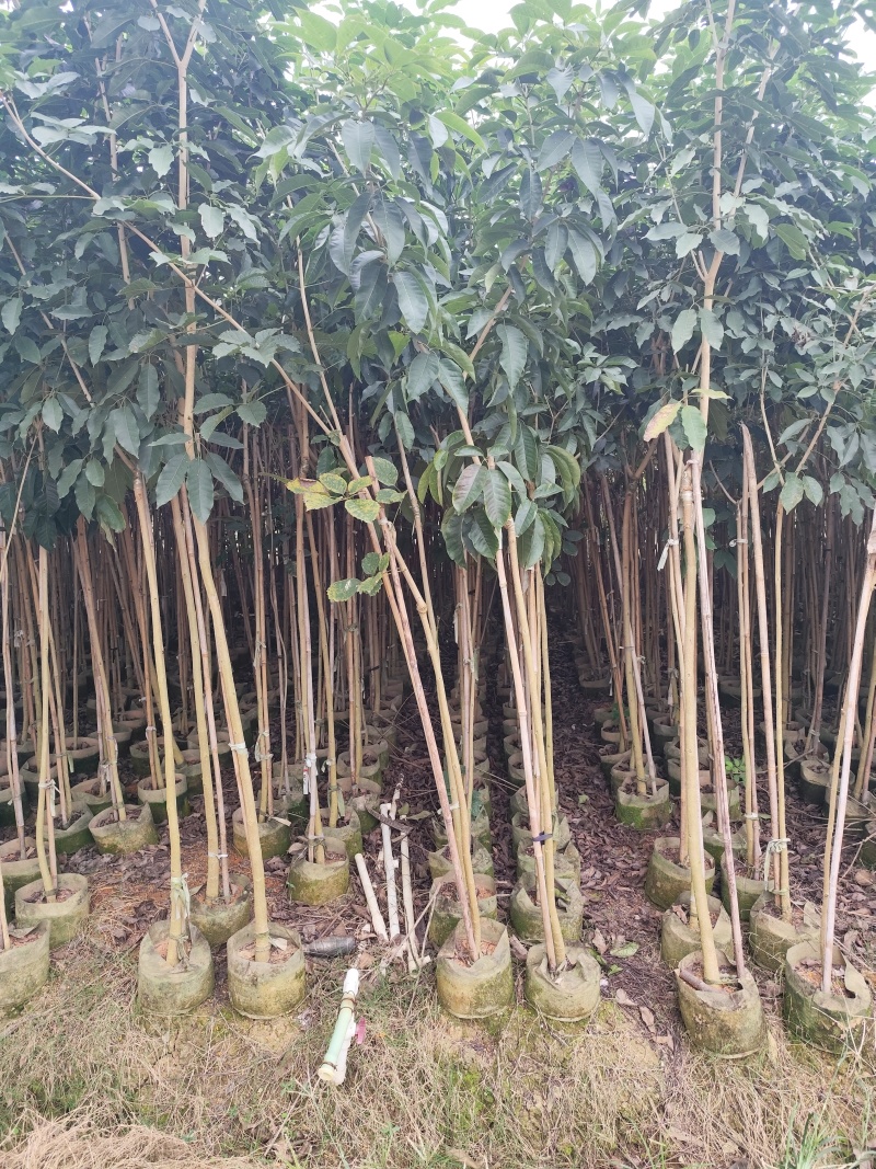 紫花风铃木原生苗1-3公分大量出售(嫁接绣球)可视频