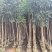 紫花风铃木原生苗1-3公分大量出售(嫁接绣球)可视频