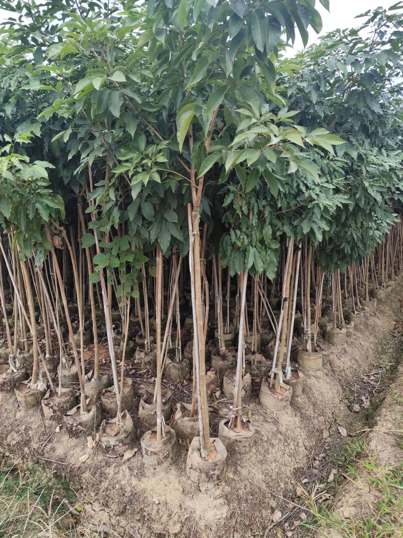 紫花风铃木原生苗1-3公分大量出售(嫁接绣球)可视频