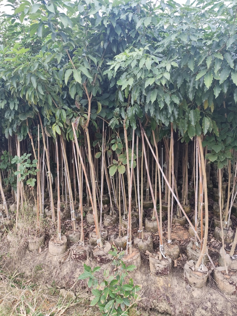 紫花风铃木原生苗1-3公分大量出售(嫁接绣球)可视频