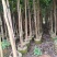 紫花风铃木原生苗1-3公分大量出售(嫁接绣球)可视频