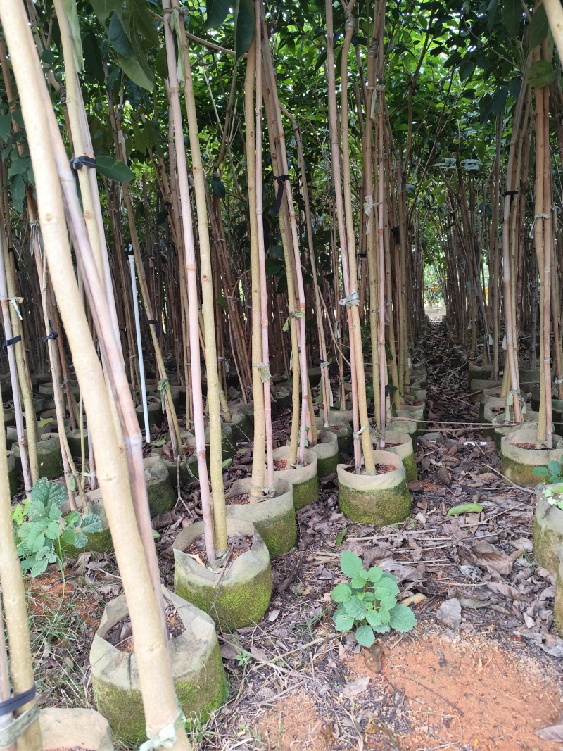 紫花风铃木原生苗1-3公分大量出售(嫁接绣球)可视频
