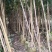 紫花风铃木原生苗1-3公分大量出售(嫁接绣球)可视频