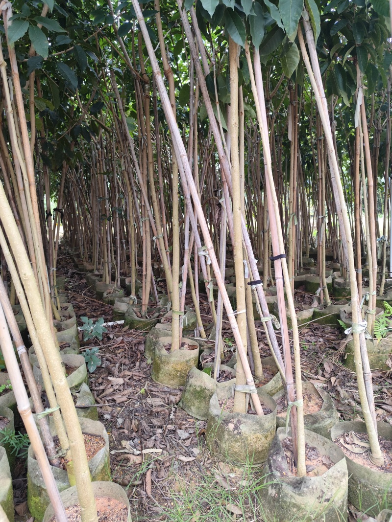 紫花风铃木原生苗1-3公分大量出售(嫁接绣球)可视频