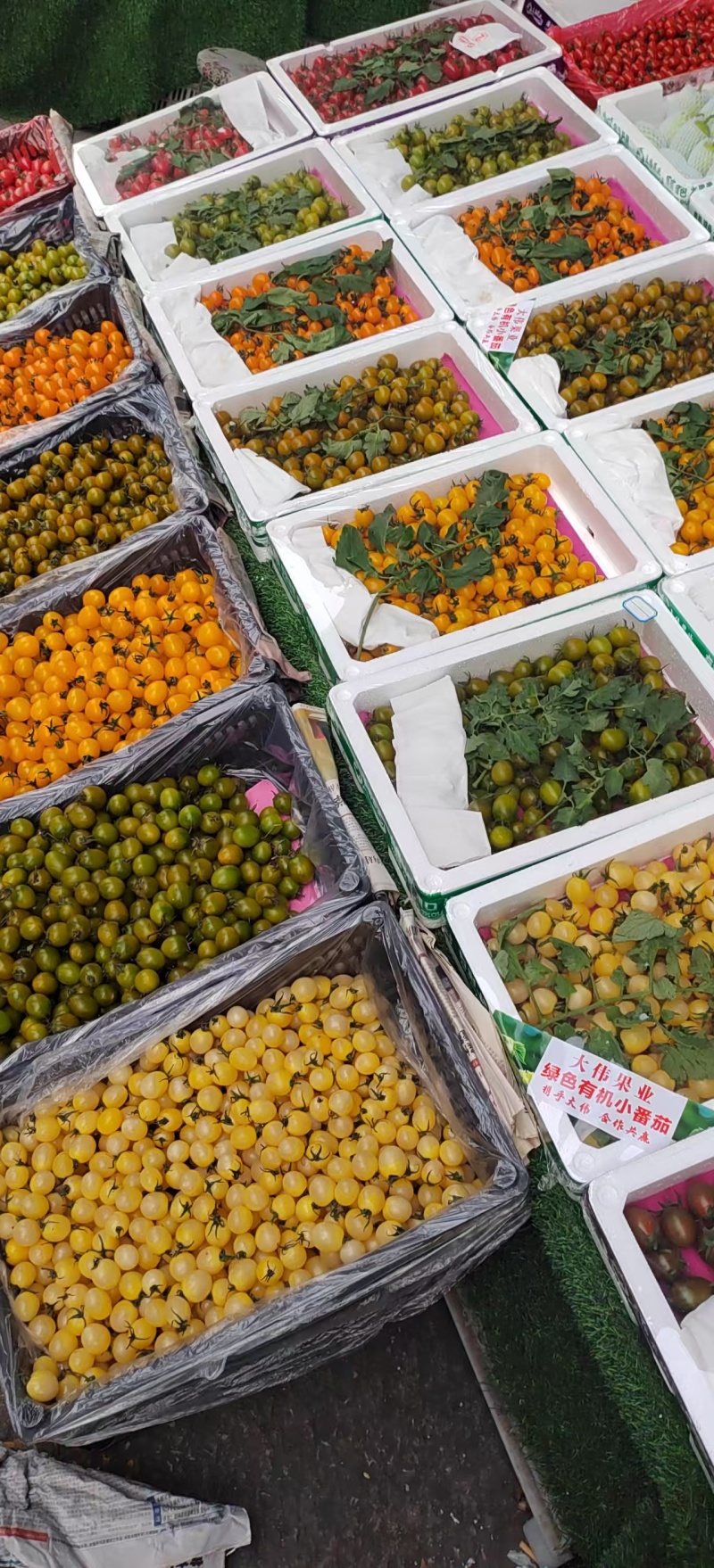 特色口感小番茄