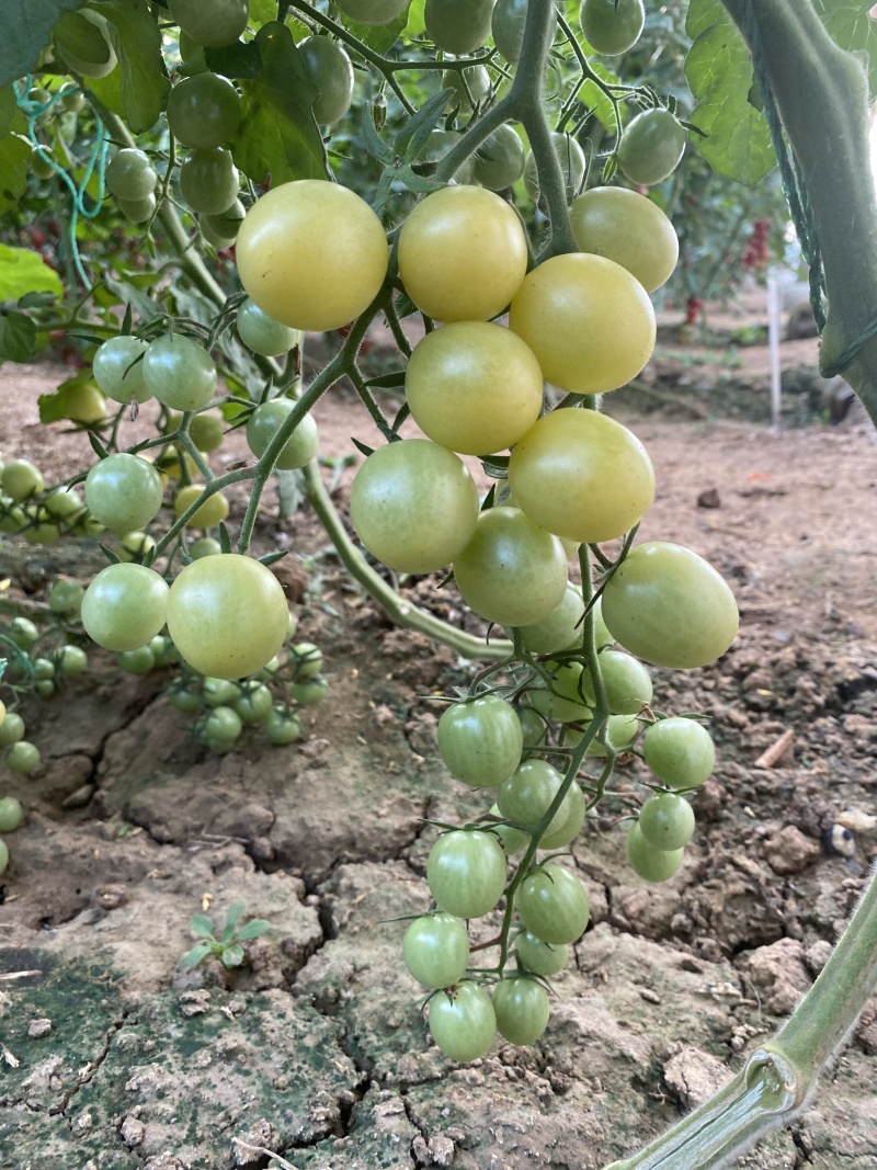 特色口感小番茄