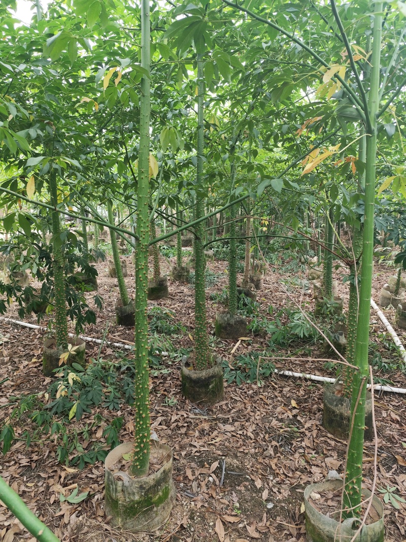美丽异木棉3-4-5-7-8公分大量出售可视频看货