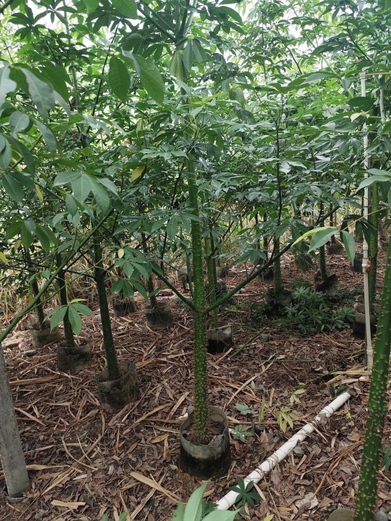 美丽异木棉3-4-5-7-8公分大量出售可视频看货