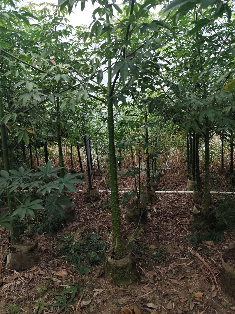 美丽异木棉3-4-5-7-8公分大量出售可视频看货