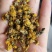 野菊花