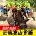 【香蕉批发】批发价薄皮新鲜整箱当季包邮特价香蕉新鲜水果