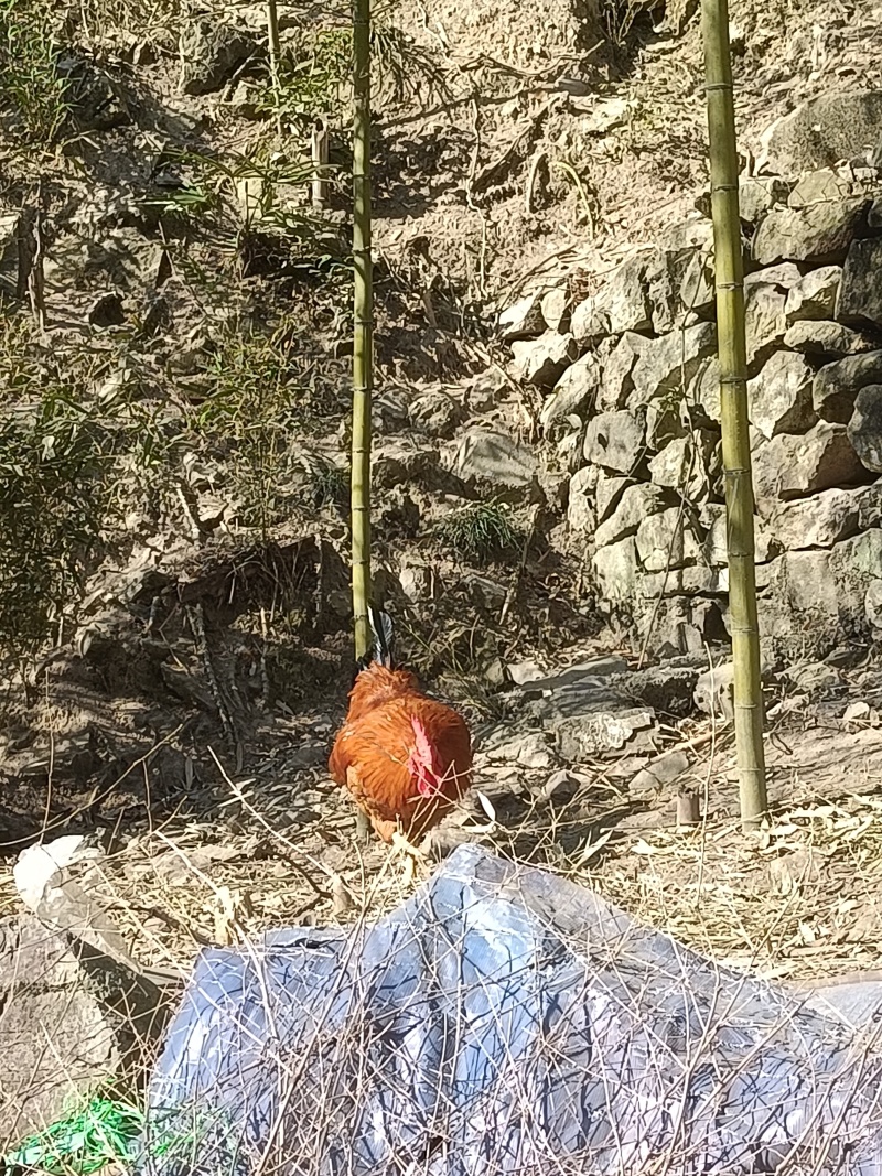 土鸡