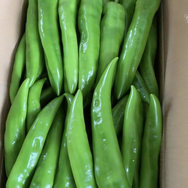 精品大量上市产地直发一手货源保质保量全国发货量大价优