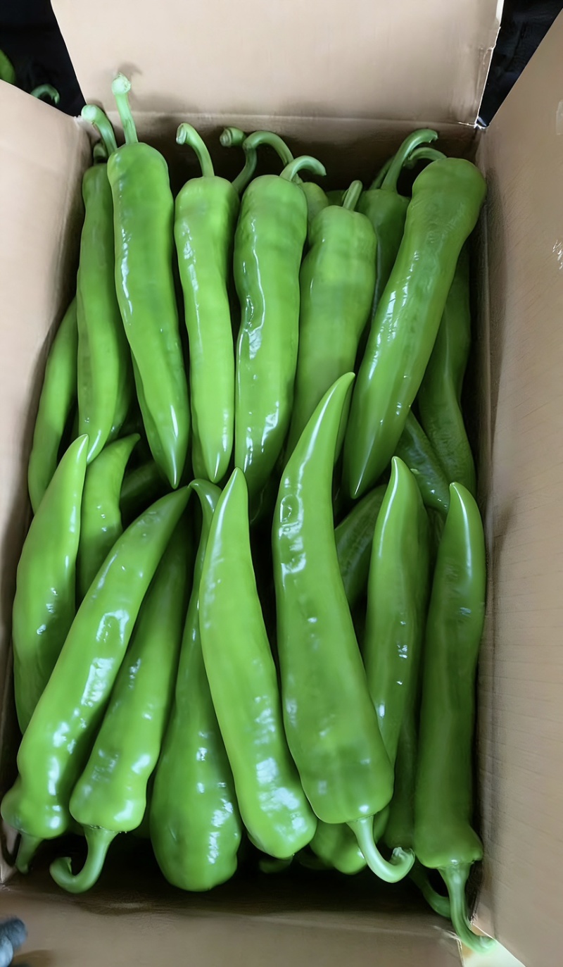 精品大量上市产地直发一手货源保质保量全国发货量大价优