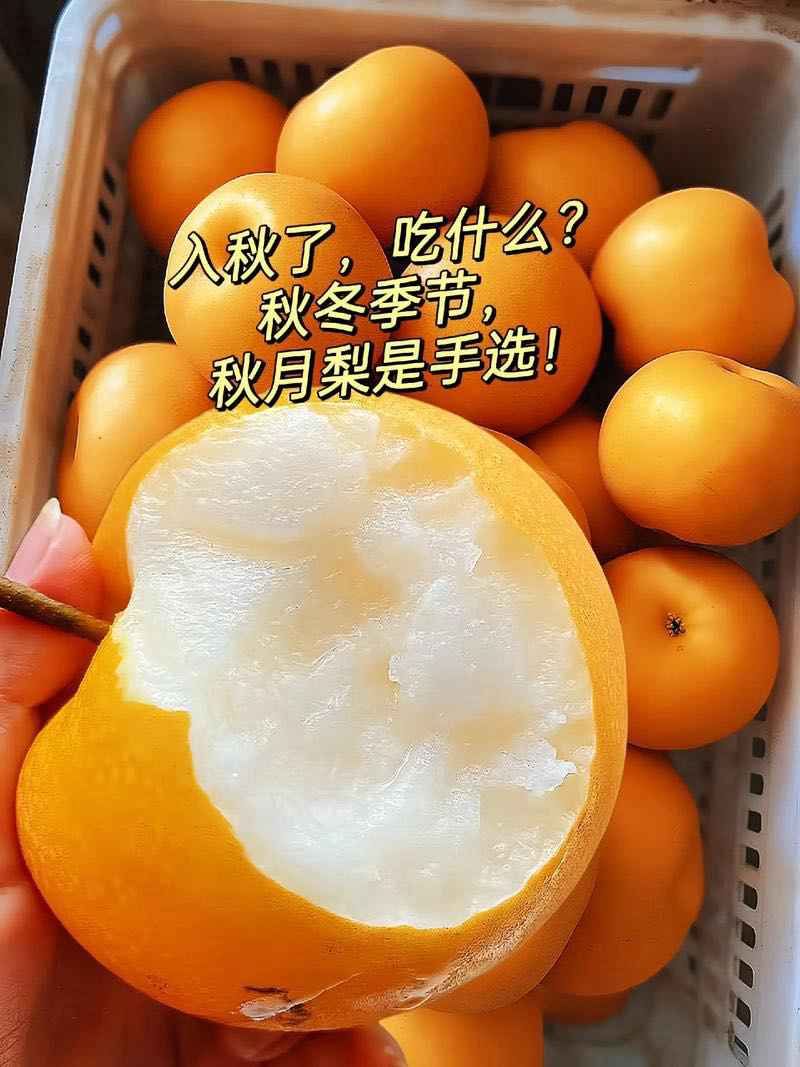 正宗莱阳秋月梨酸甜可口质量保证欢迎咨询