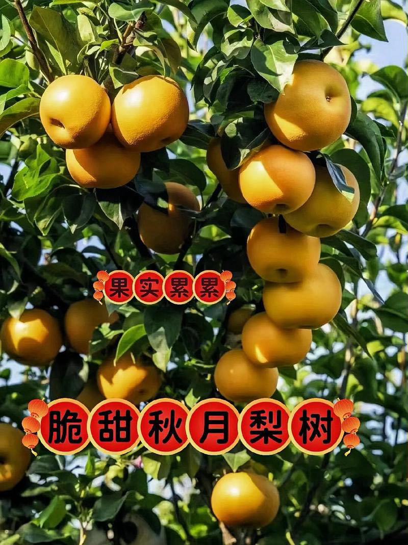 正宗莱阳秋月梨酸甜可口质量保证欢迎咨询