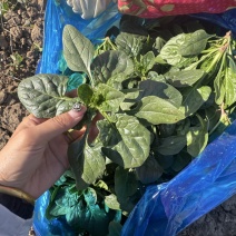 趴地菠菜