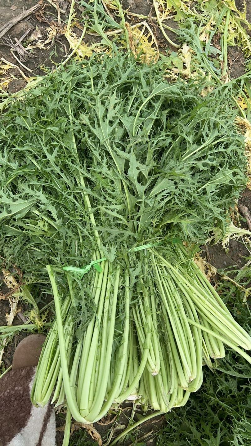 大量供应雪里红，花叶，板叶一手货源量大从优欢迎来电