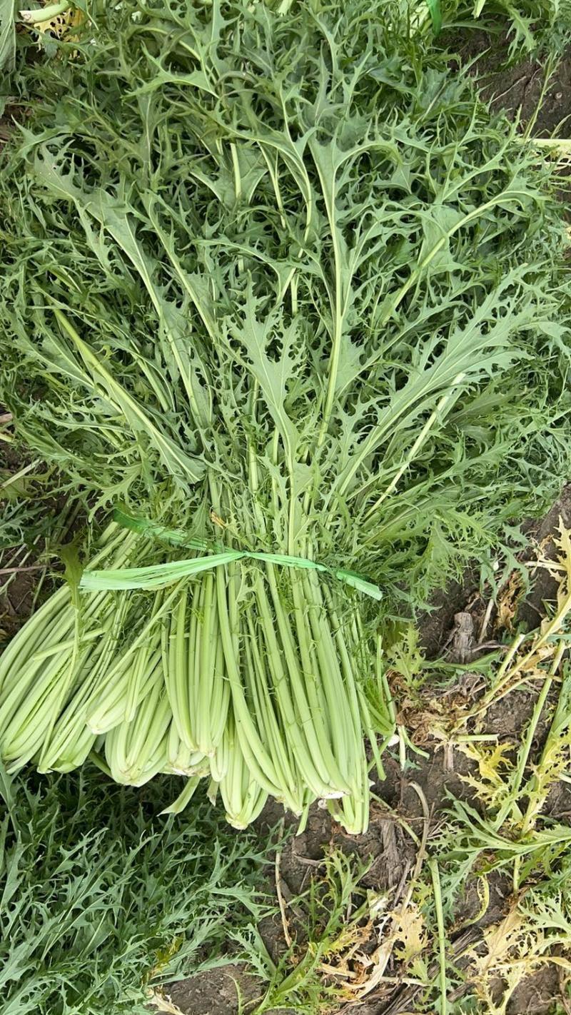大量供应雪里红，花叶，板叶一手货源量大从优欢迎来电