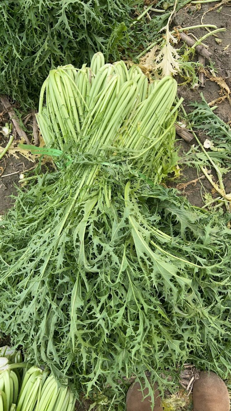 大量供应雪里红，花叶，板叶一手货源量大从优欢迎来电
