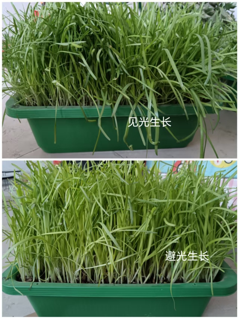 黄韭盆景，韭黄盆景一件代发基地一手货源量大价优