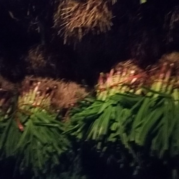 红根蒜苗