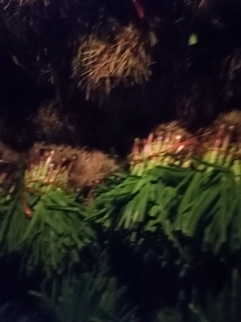 红根蒜苗