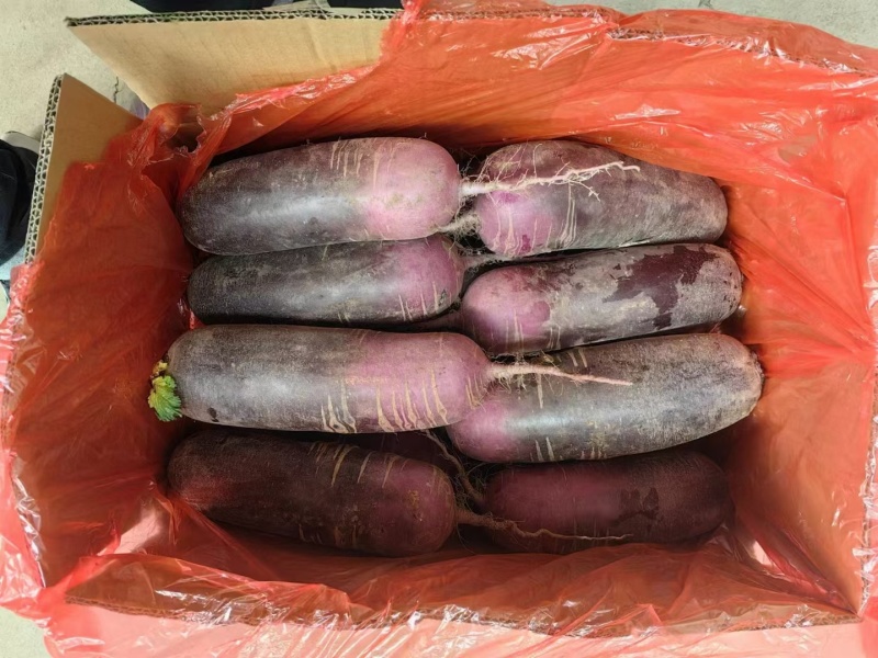 精品水果萝卜冰激凌萝卜大量供应！