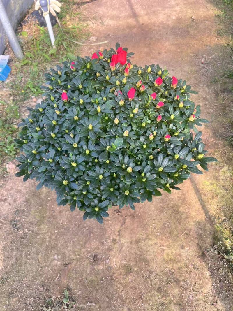 杜鹃花
