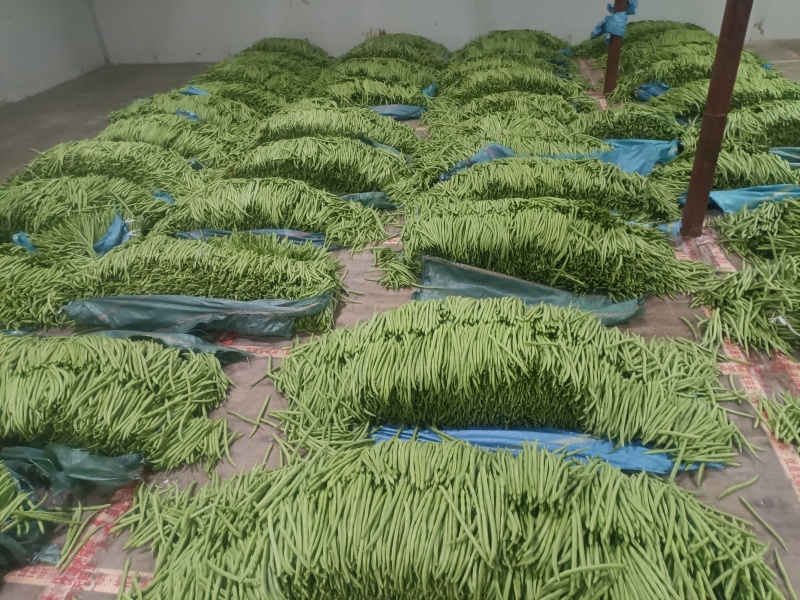四季豆