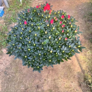 杜鹃花
