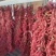 干线椒