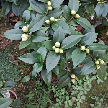 香妃茶花56装。冠35左右。
