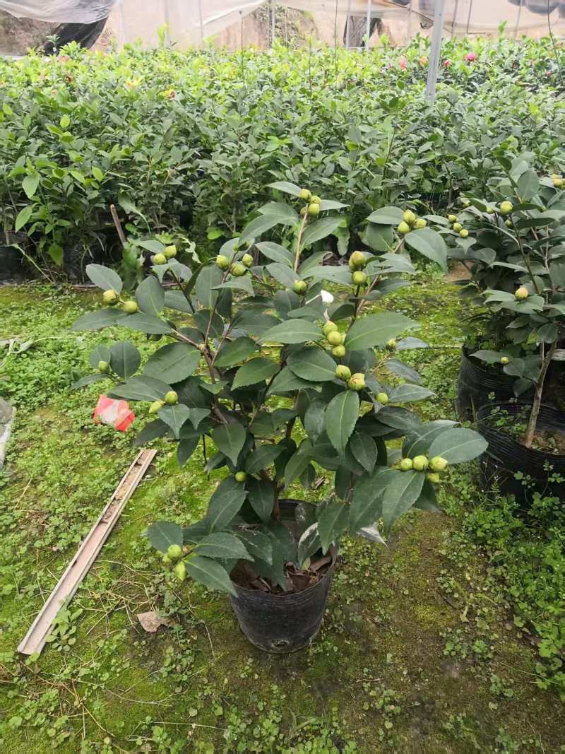 香妃茶花56装。冠35左右。
