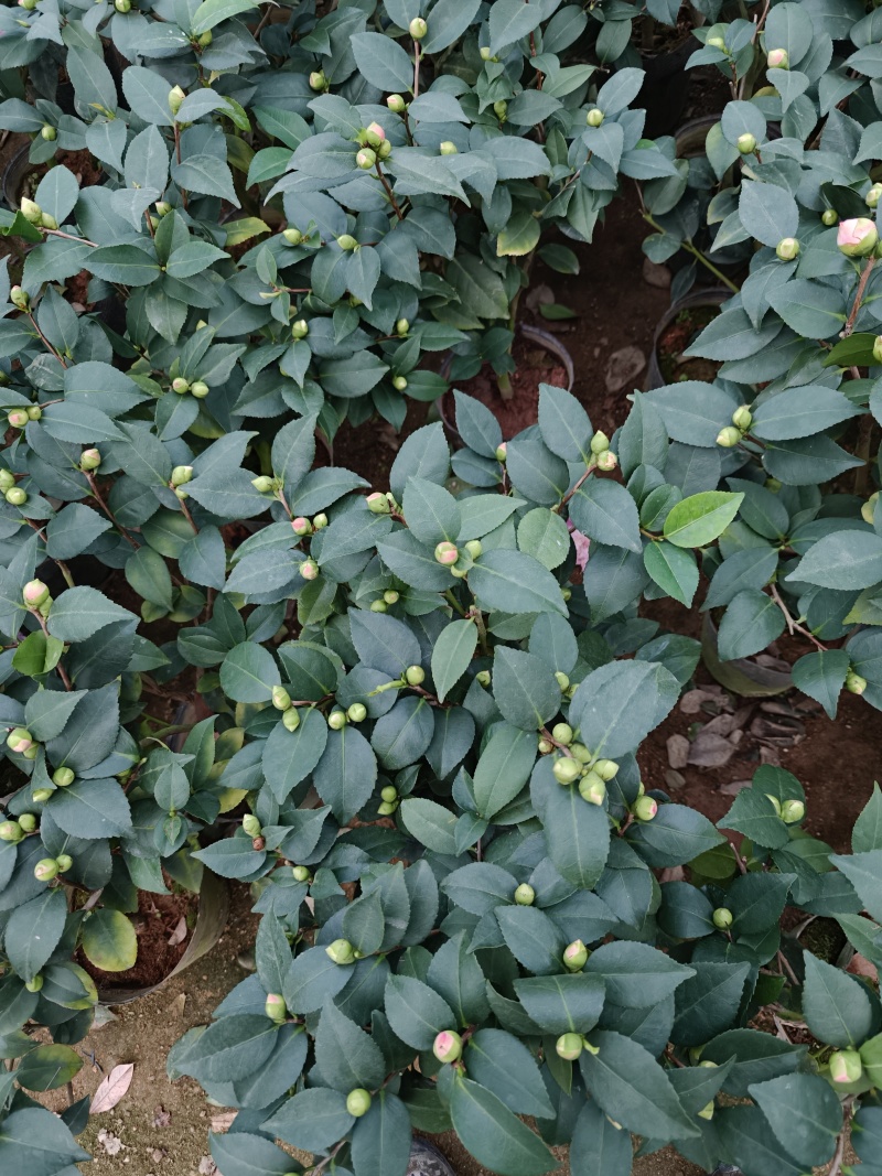 香妃茶花56装。冠35左右。